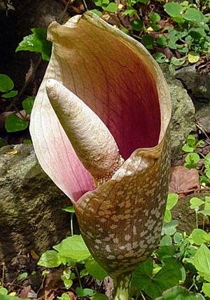 Voodoo Lily