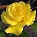 ROSE GOLDEN WEDDING-Golden Wedding Anniversary, 50