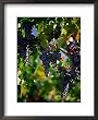 Purple Grapes Hanging on Vine, Napa Valley, California, USA Styles Framed Art Poster Print by Stephen Saks, 18x22