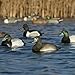 Hunting Gear Life-Size Blue-Bills (1/2 Dozen)