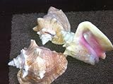 Bahama Conch Seashell