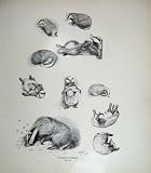 1905 MILLAIS DRAWING STUDIES BADGERS NATURE ANIMALS