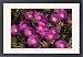Framed Prints of Hottentot Fig from Ardea Wildlife Pets