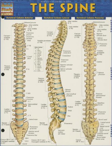 the spine quick study academic