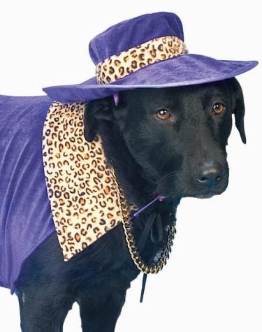 Forum Purple Pimp Daddy Puppy Dog Pet Halloween Costume