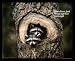 Twin Raccoons In Knothole Animal Cute Framed Art Poster Print - 20