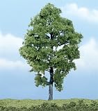 Premium Hickory Tree, 5 &acute; - B000C8KT8I