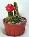 Colorful Cactus Suncatcher Garden - 3" Clay Pot