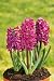 Unwins Bulbs - Hyacinth Garden Woodstock 3 prepacked bulb(s)
