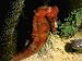 Deep Sea Dive
