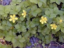Indian Strawberry 50 Seeds