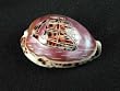 Carved Tiger Cowry Sailing Ship Shell Nautical Shells