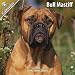 Bull Mastiff 2011 Wall Calendar #10113-11