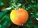 Dwarf Washington Navel Orange Tree Two Gallon