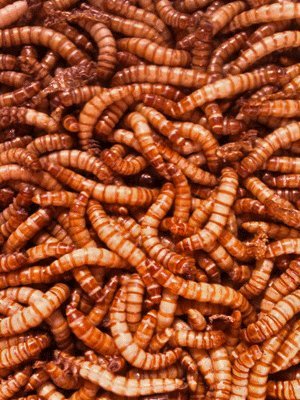 Giant Mealworms - Jumbo Mealworms for Feeding Reptiles, Chickens, Fish (2000)