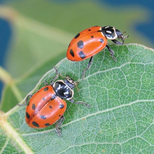 Live Ladybugs-voracious Predators of Aphids, Mites, Thrips, Whiteflies, Mealybugs & More! (Live Ladybugs -70000)