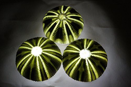 SeaThingz Flameless Candles - Sea Urchin for Indoor &amp; Outdoor Decorative Novelty Lighting - LED Battery Operated Tealight for Elegant Home Decor - Unique Nonstandard Shaped Candle Green pack of 3
