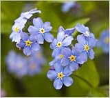 from Haddons Forget me not - Myosotis arvensis - wild - 1000 seeds