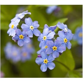 Forget me not - Myosotis arvensis - wild - 1000 seeds