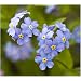 Forget me not - Myosotis arvensis - wild - 1000 seeds