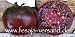 Tomatensorte => Black Prince (Samen)
