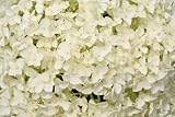 20 Stems of White Hydrangeas