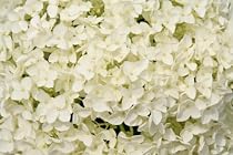 20 Stems of White Hydrangeas