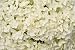 20 Stems of White Hydrangeas