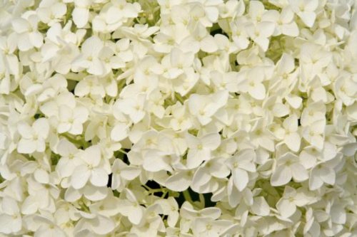 20 Stems of White Hydrangeas