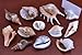 12 Pcs Natural Sea Shell Beach Card Holder Place Wedding Decor