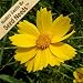 800 Seeds, Coreopsis "Lance Leaved" (Coreopsis lanceolata) Seeds by Seed Needs