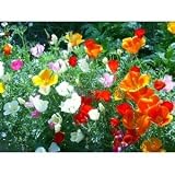 51WtKlaRpHL. SL160  1 Lb California Poppy (Eschscholzia californica) Bulk Wildflower Seeds