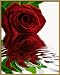 Schipper 609130521 - Malen nach Zahlen - Rote Rose