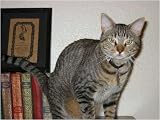 Your Cat Owners Manual