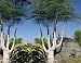 5 Very Rare Moringa Oleifera Drumstick Tree, Horseradish Tree Live Tree Seeds