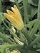 Close-Up of Connecticut Field Pumpkin Plant (Cucurbita Pepo) Photographic Poster Print by D. Dagli Orti, 24x32