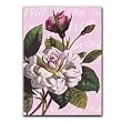 Get Well with Camellia - 5" x 7" Vellum Overlay Greeting Card