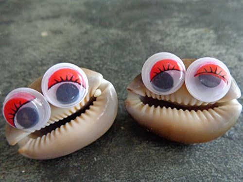Twin google eye shells for home décor cute shell trinkets for kids or Christmas gifts made in Hawaii