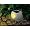 Smart Solar Solar Rock Light - dual amber LED