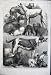 1862 PRIZE DOGS AGRICULTURAL SHOW ISLINGTON GREYHOUND