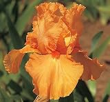 Orange Harvest Bearded German Iris 1 Rhizome -REBLOOMER