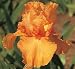 Kitchen & Housewares : Orange Harvest Bearded German Iris 1 Rhizome - REBLOOMER