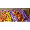 12 Hawaiian Ruffled Simulated Silk Flower Leis (1 Doz)