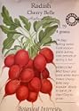 Radish Cherry