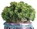 Dwarf Mountain Pine in a Pot Isolated on a White Background - 24