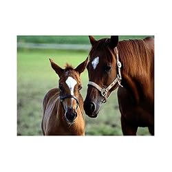 Mare and Foal 60 pc Jigsaw Puzzle by Melissa & Doug