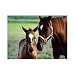 Mare and Foal 60 pc Jigsaw Puzzle by Melissa & Doug