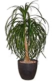 Eigenschaften tropical.garden  / Elefantenfuß - Beaucarnea recurvata 5K