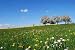 Apple Tree in Spring - 60