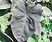 Pond Black Magic Taro Ledge Water Plant Stunning